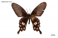 藏品(紅珠鳳蝶)的圖片